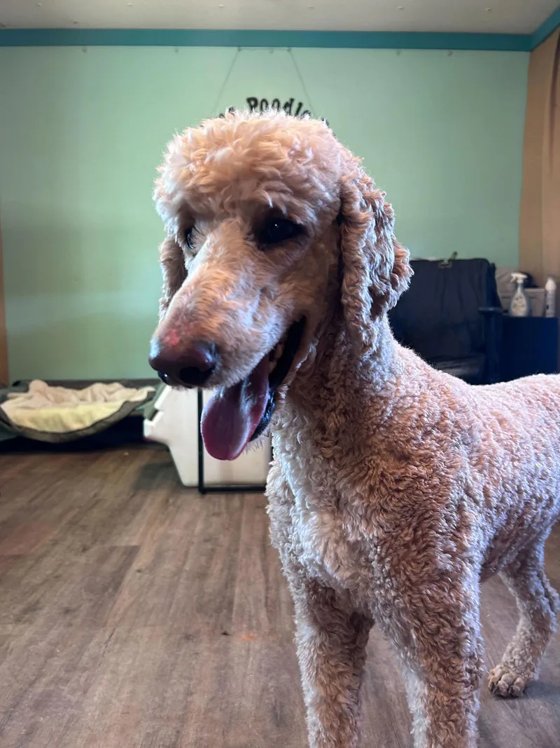 Levi Jan thumbnail 2