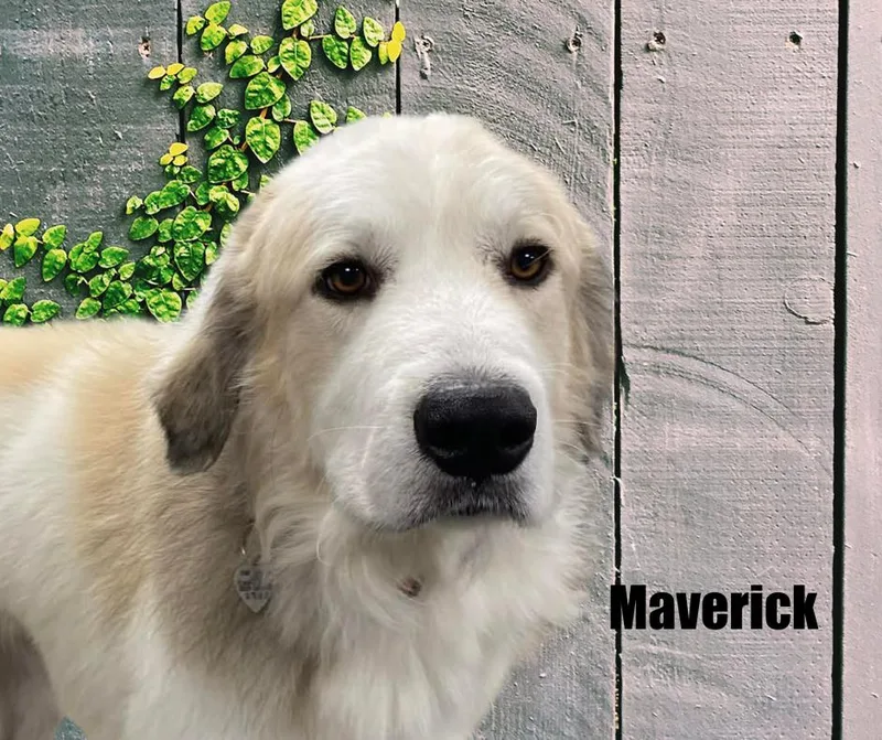 Maverick thumbnail 2