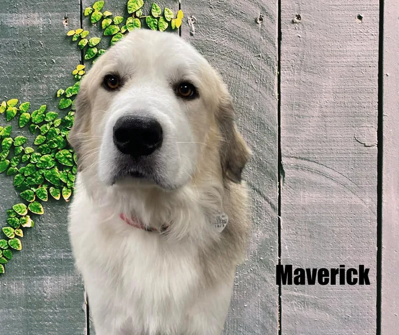 Maverick thumbnail 3