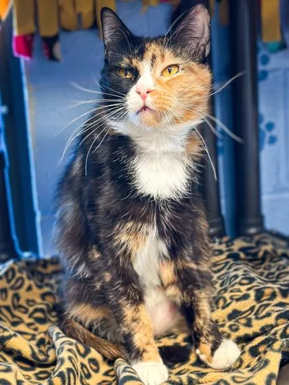 An adult small-sized female Domestic Short Hair cat named Baby for adoption in Jamestown, NY