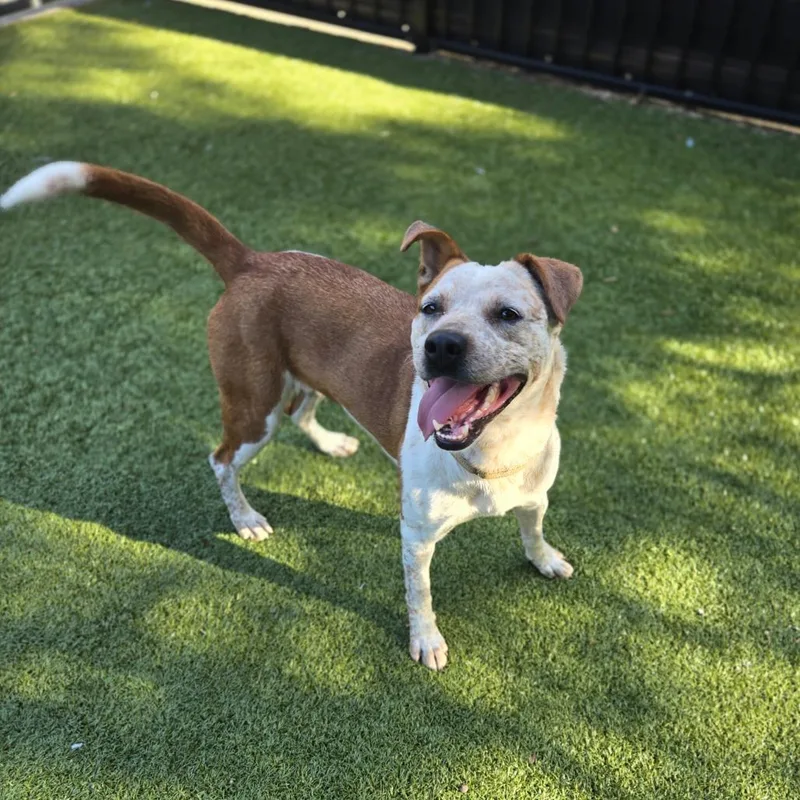 Angeline thumbnail 2