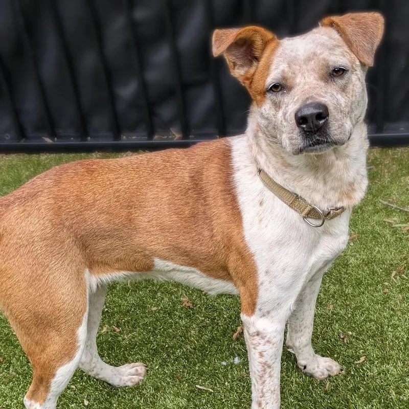 Angeline thumbnail 3