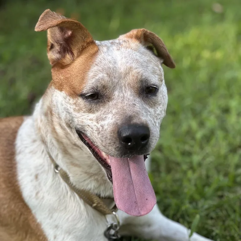 Angeline thumbnail 4