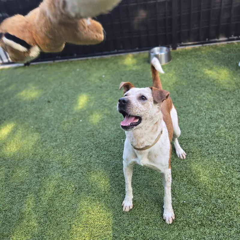 Angeline thumbnail 5