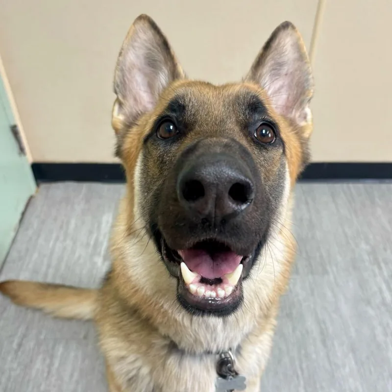 Mr. Darcy thumbnail 2