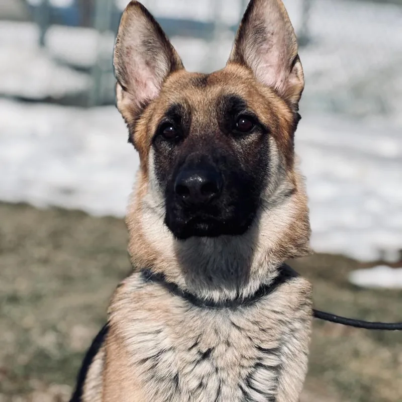 Mr. Darcy thumbnail 3