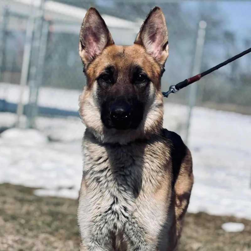 Mr. Darcy thumbnail 4