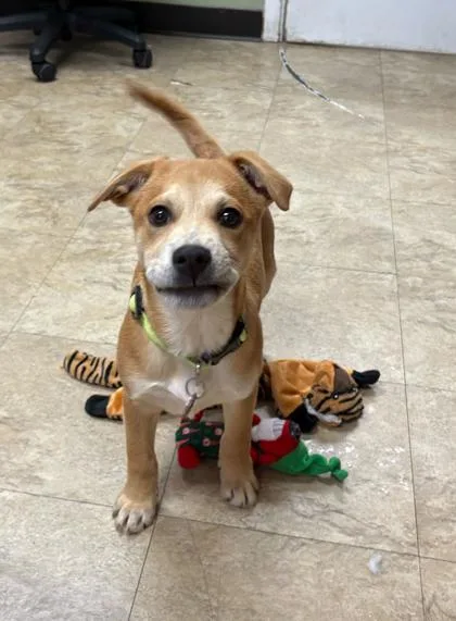 Cinnamon Toast Crunch