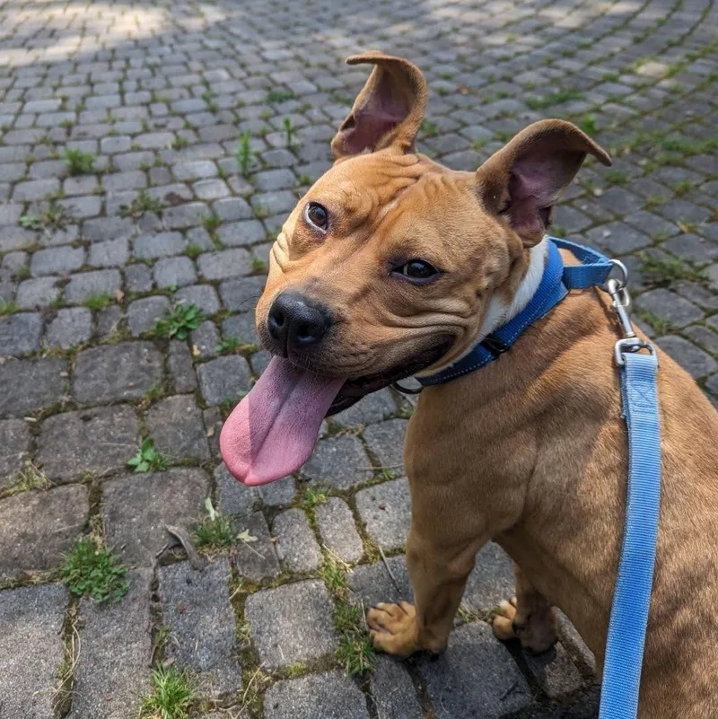 Sweet Georgia thumbnail 2