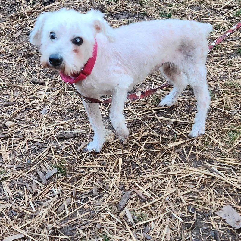 Walter Coggins thumbnail 2