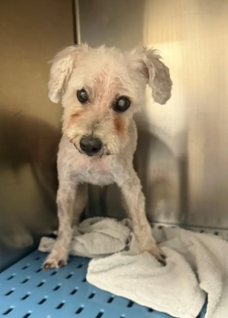 Walter Coggins thumbnail 3