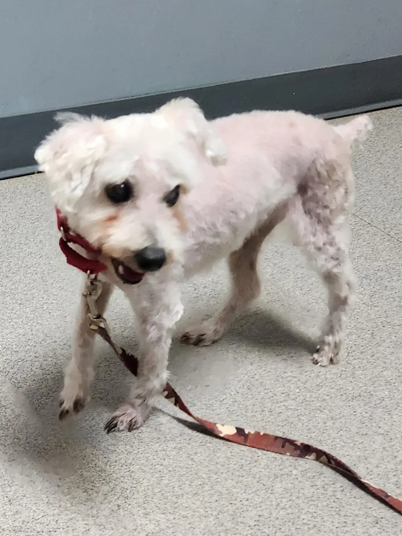 Walter Coggins thumbnail 5