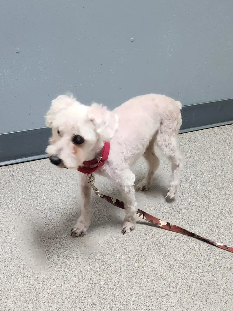 Walter Coggins thumbnail 6