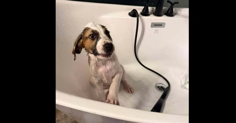 Charlottes Web Litter: Henry