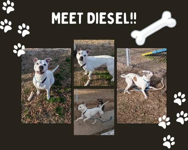 Diesel
