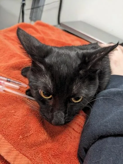 An adult medium-sized male Domestic Short Hair cat named Bat Boy for adoption in Cleveland, OH