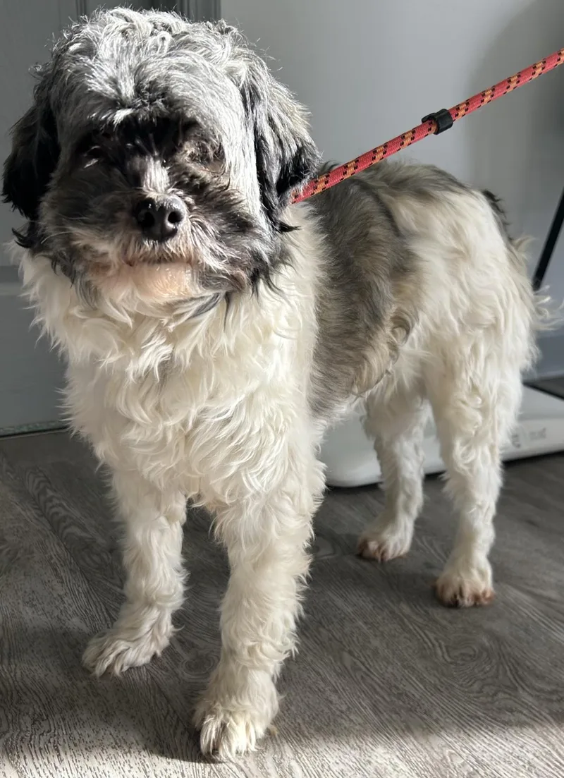 Princess thumbnail 2