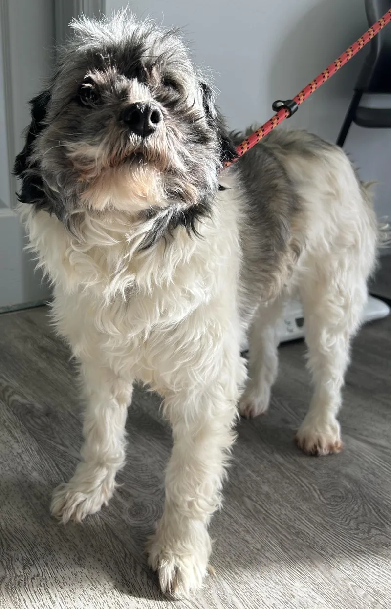 Princess thumbnail 3