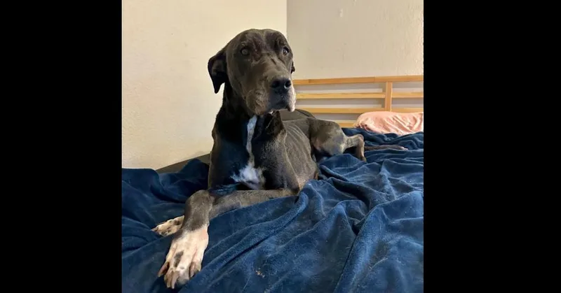 Bruizer Aka Bruize thumbnail 4