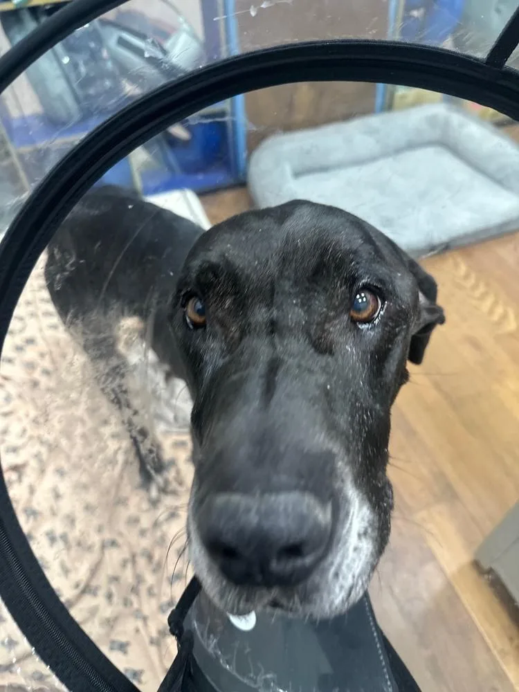 Bruizer Aka Bruize thumbnail 6