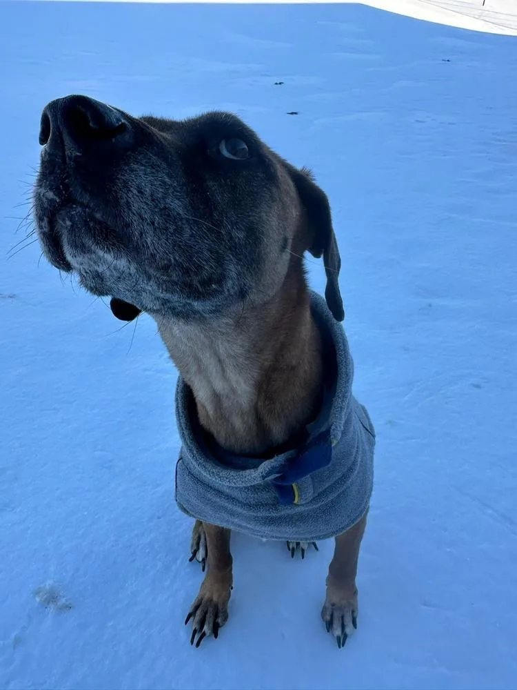 Live "liv" thumbnail 3