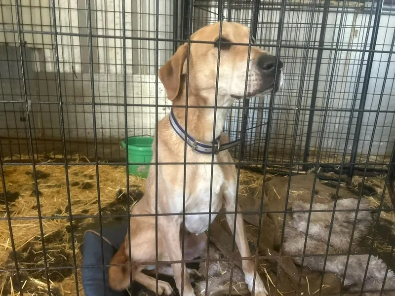 Luke Skywalker thumbnail 4