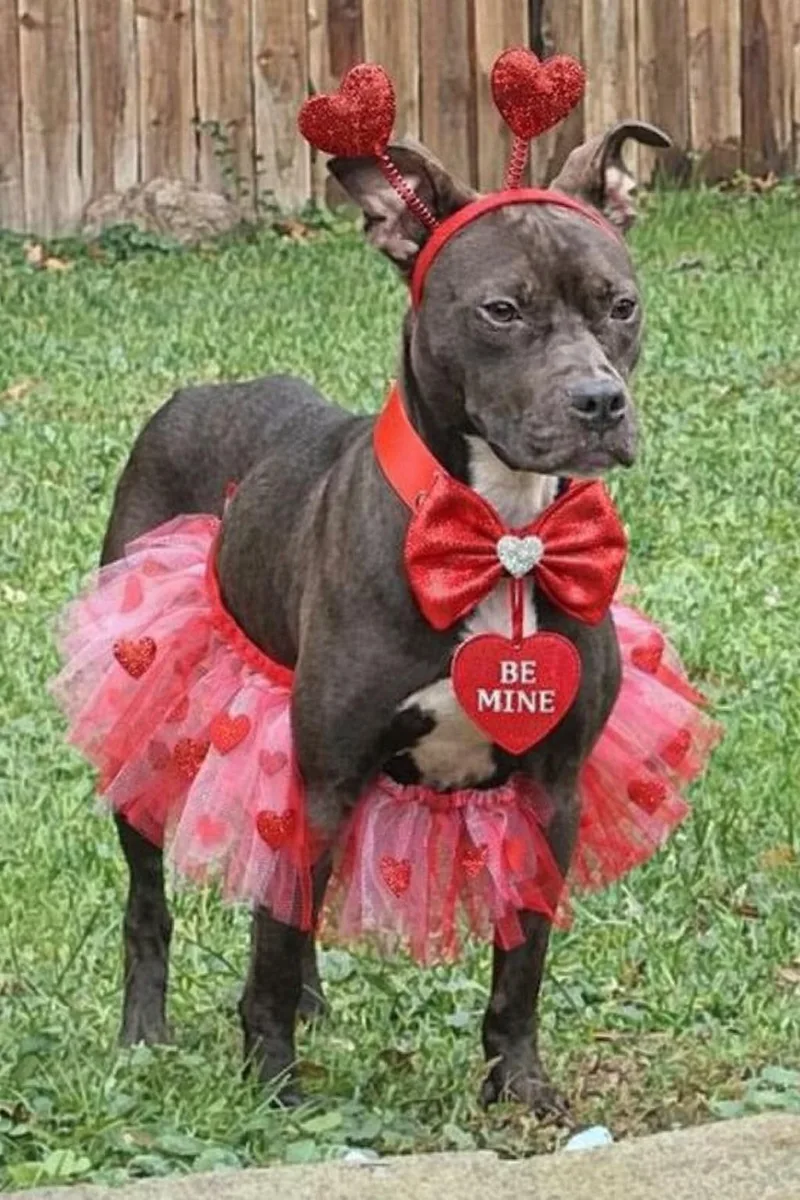 An adult medium-sized female Brown / Chocolate Pit Bull Terrier dog named Wendy for adoption in Parma Heights, OH