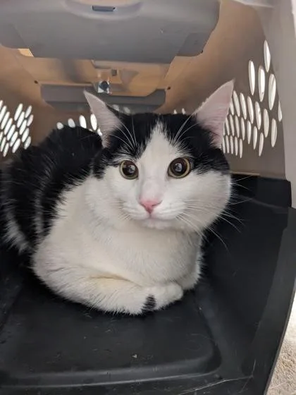 An adult medium-sized male Domestic Short Hair cat named Storm for adoption in Cleveland, OH