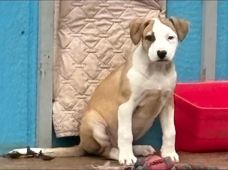 Captain Crunch! photo 1