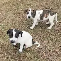 Fruit Loop thumbnail 3