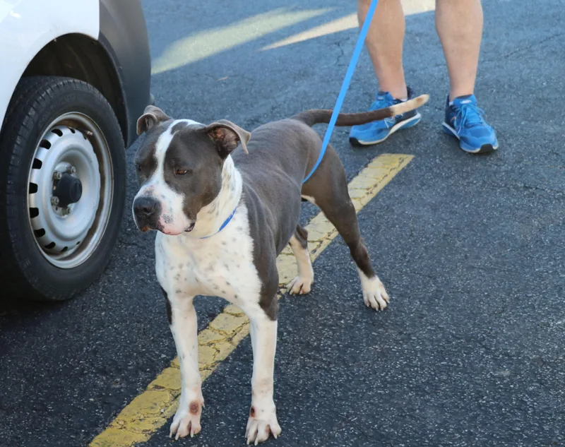 Bucky Buckley thumbnail 2