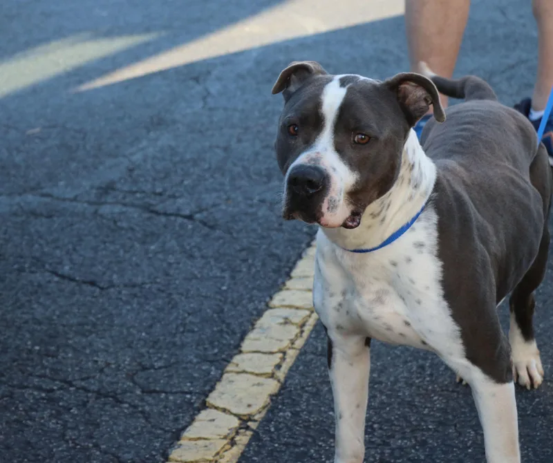 Bucky Buckley thumbnail 3