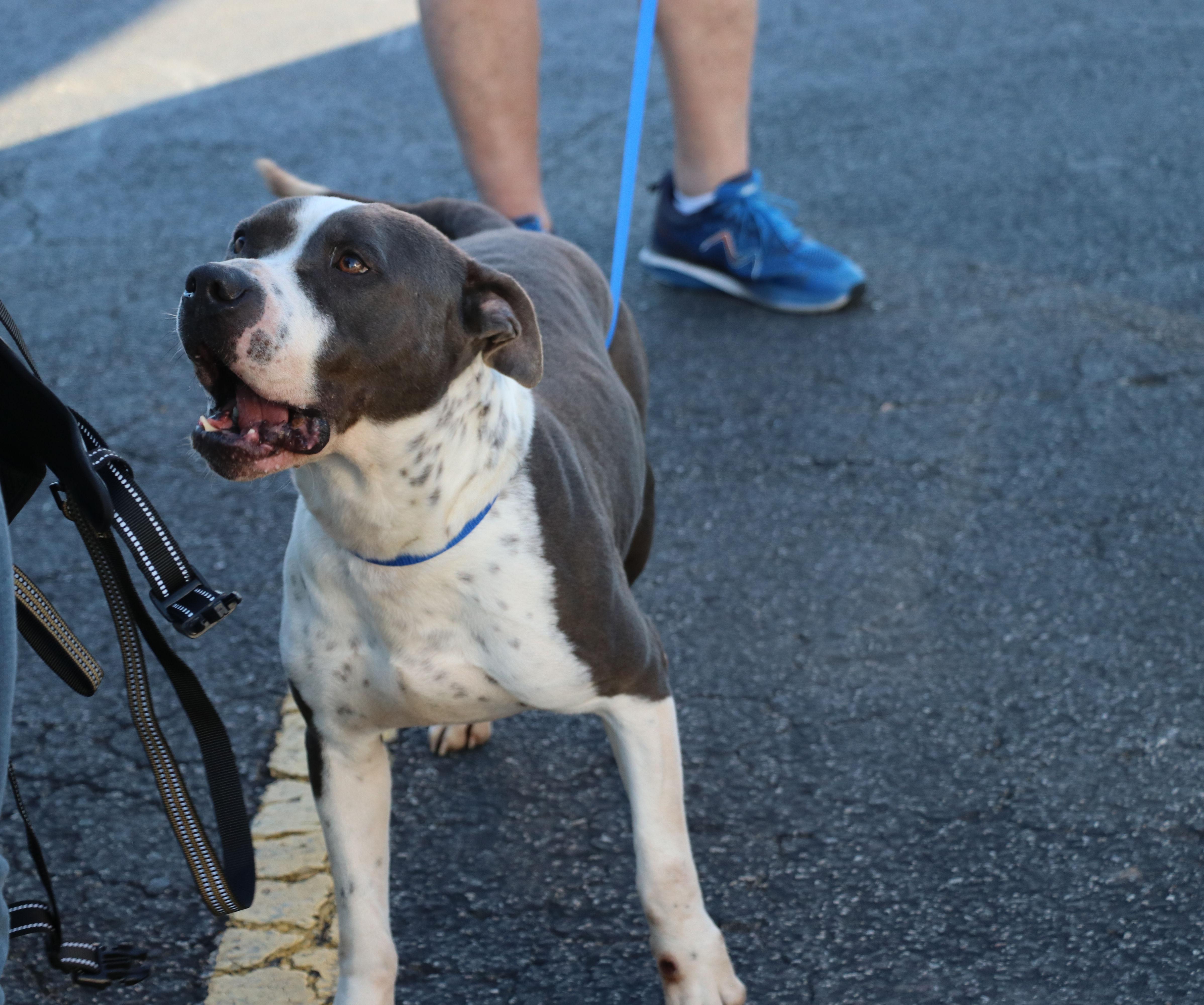 Bucky Buckley thumbnail 4