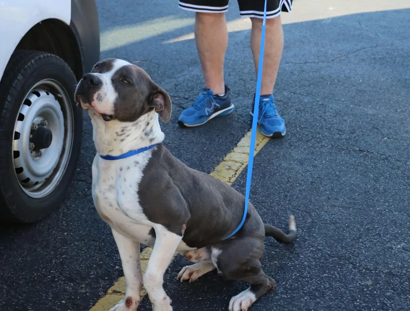 Bucky Buckley thumbnail 6