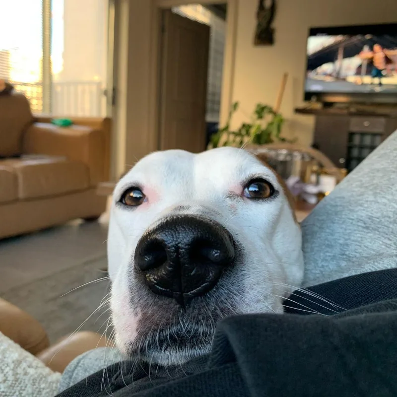 Angel Iii thumbnail 2