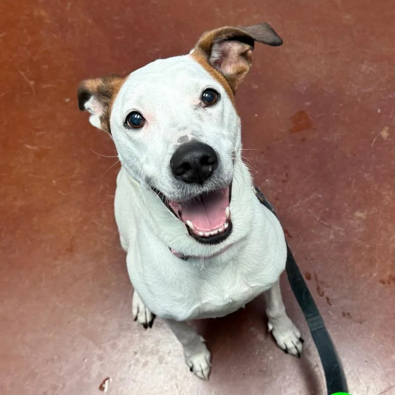 Angel Iii thumbnail 3