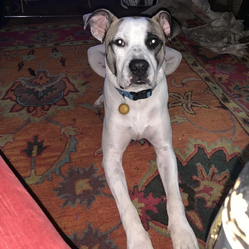 Julius Ii thumbnail 2