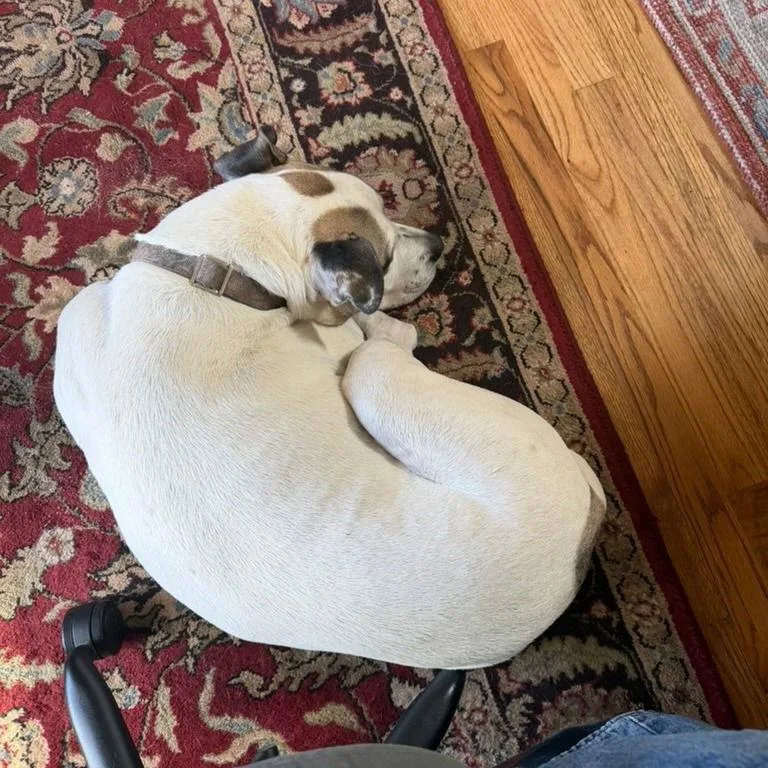 Julius Ii thumbnail 3