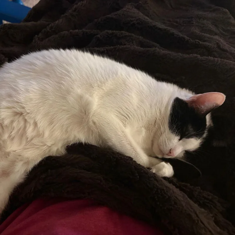 Max Xviii thumbnail 2