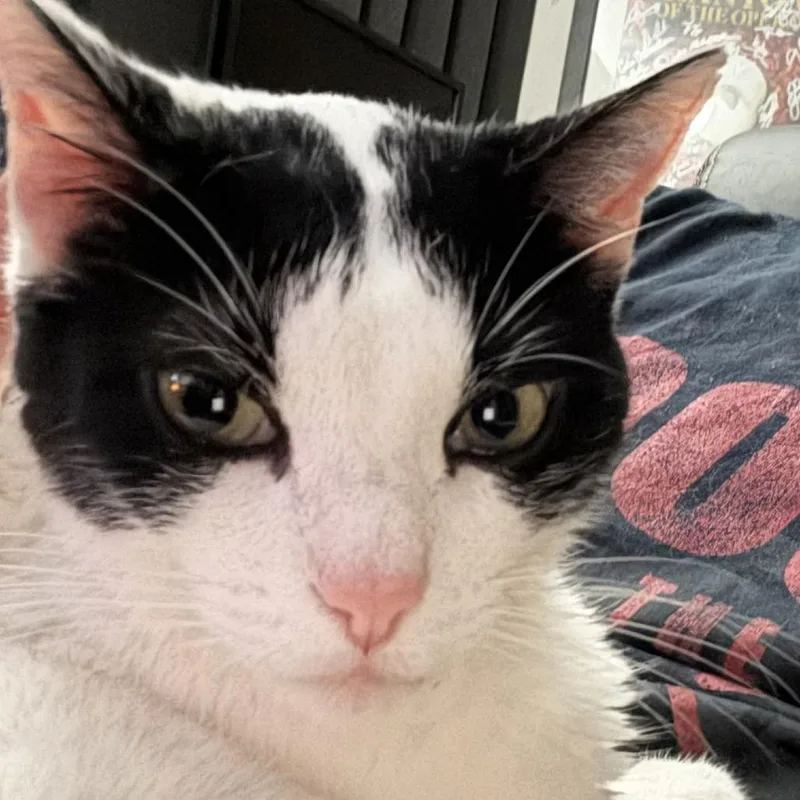 Max Xviii thumbnail 3