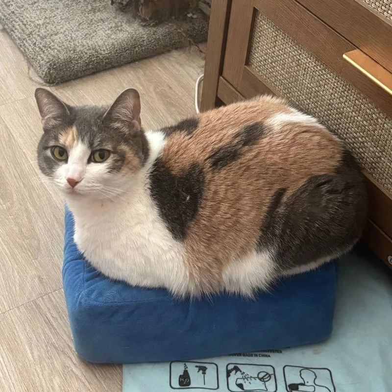 Willow Vii thumbnail 2