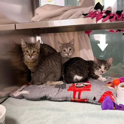 Solstice thumbnail 2