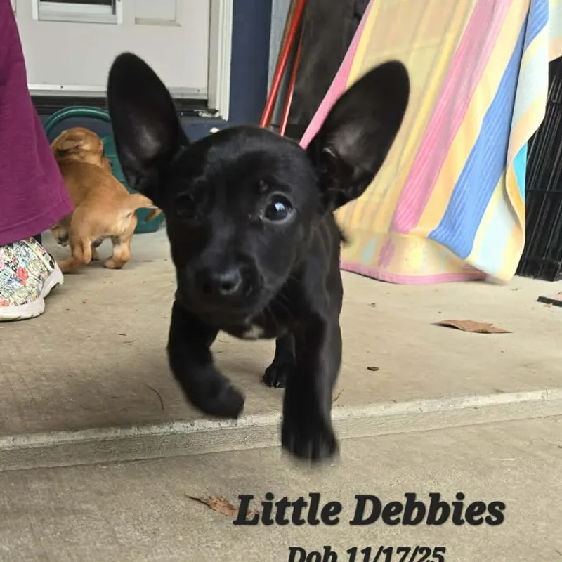 Little Debbies