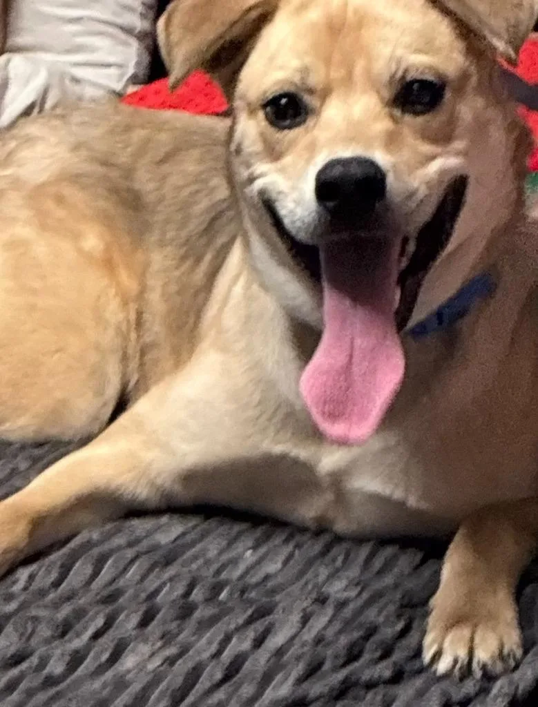 Dexter Courtesy Listing