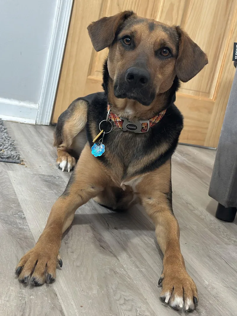 Dobby Scas thumbnail 2