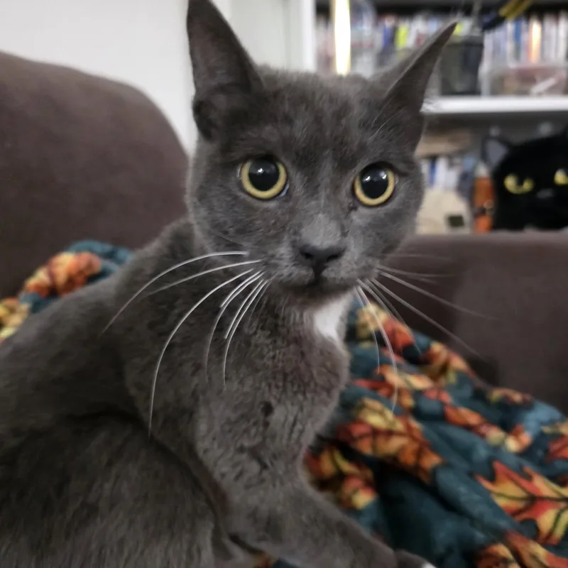 Samba Cerebellar Hypoplasia thumbnail 2