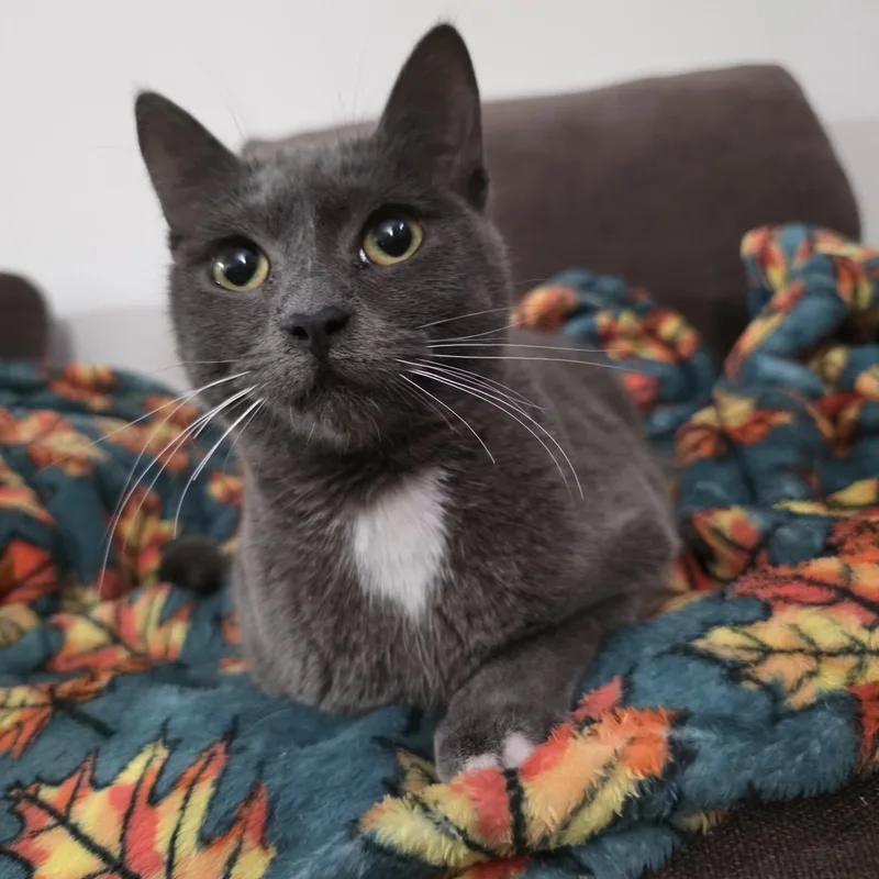 Samba Cerebellar Hypoplasia