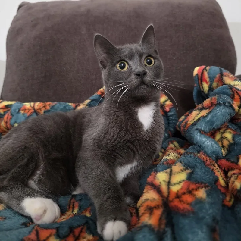 Samba Cerebellar Hypoplasia thumbnail 3