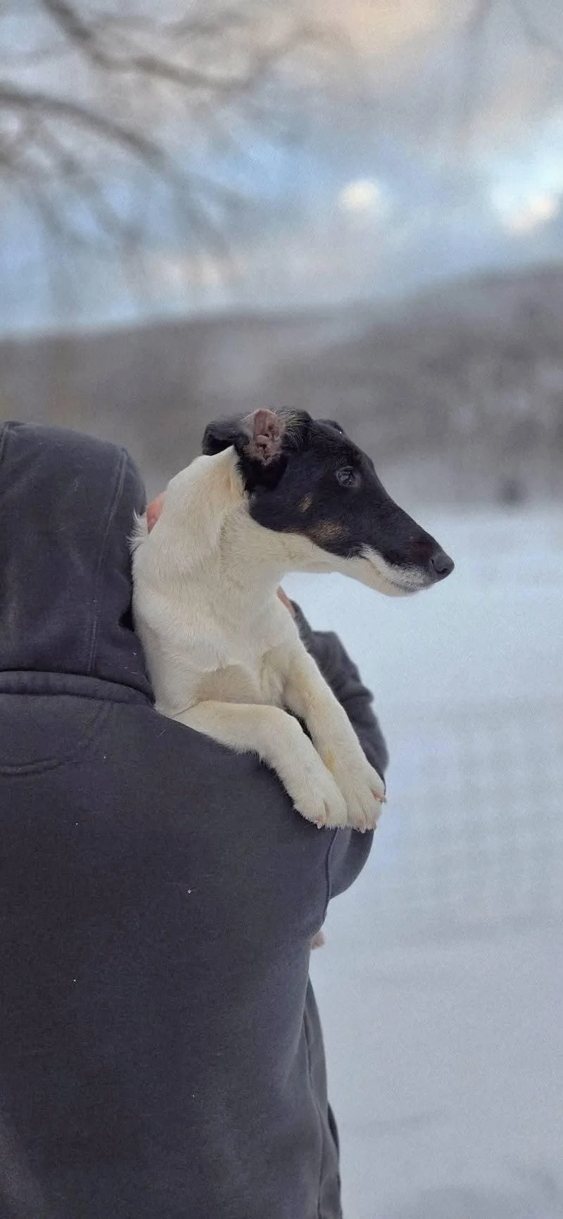 Moxie Noir thumbnail 2