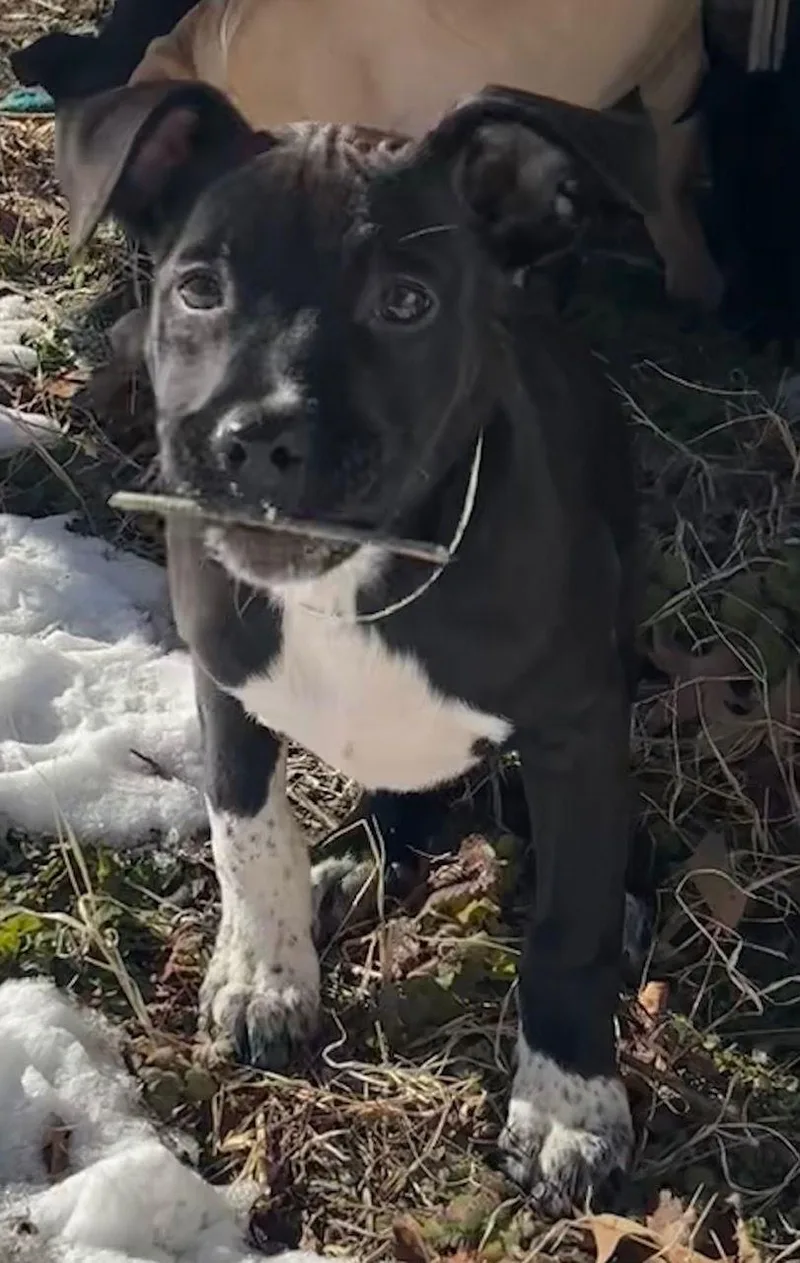 Rocky Road Fabulous Family thumbnail 2